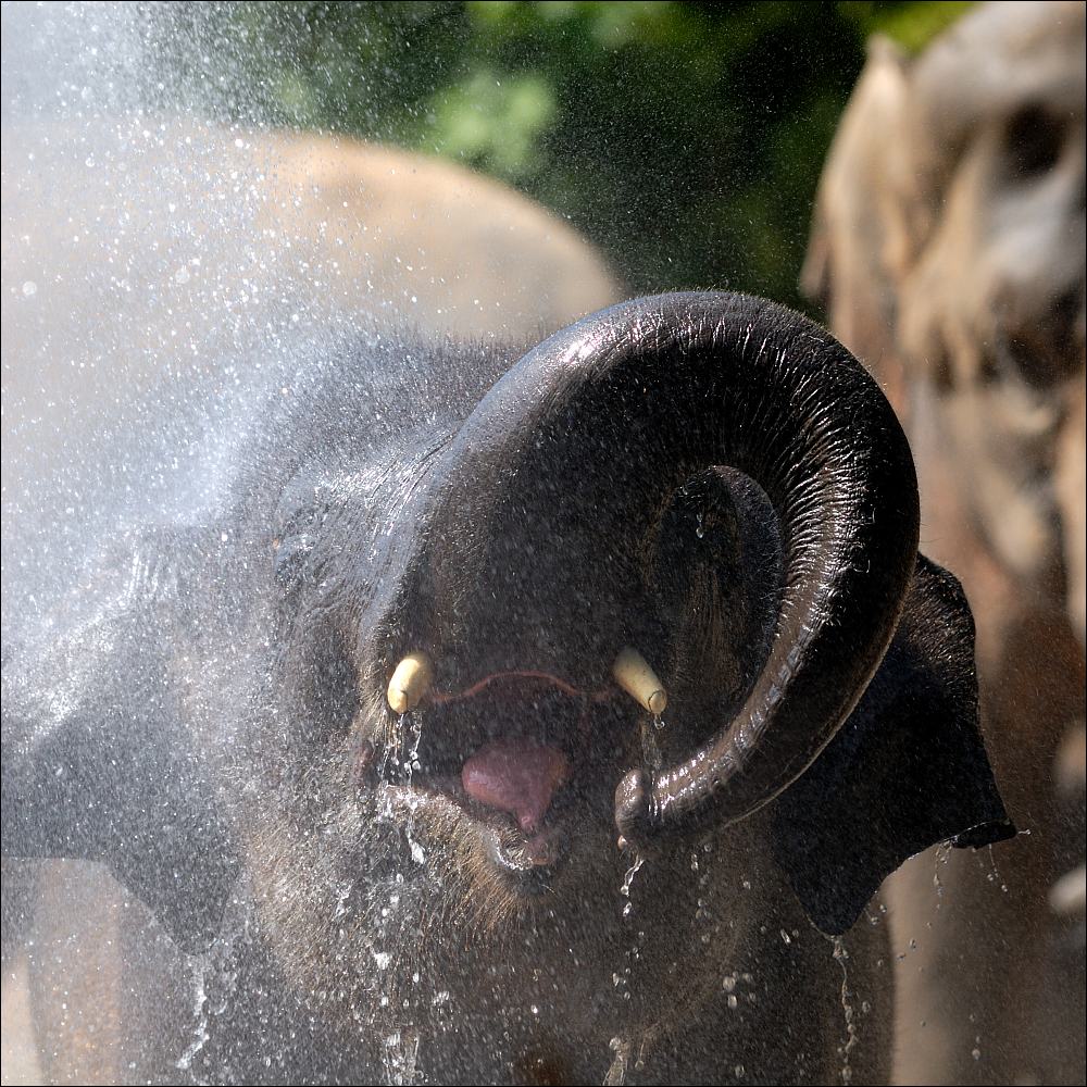 Zoo Emmen 15-08-2010