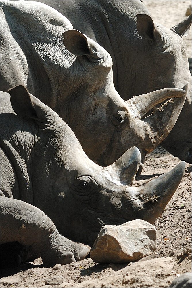 Zoo Emmen 15-08-2010