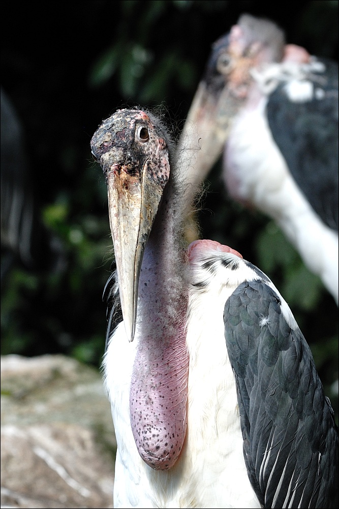 Zoo Emmen 15-08-2010