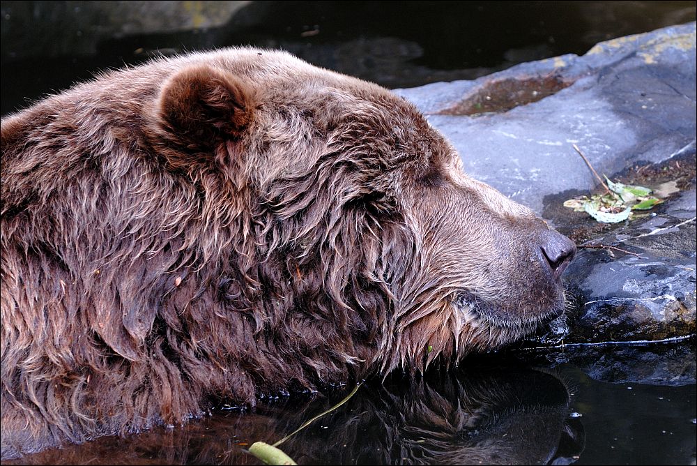 Zoo Emmen 15-08-2010
