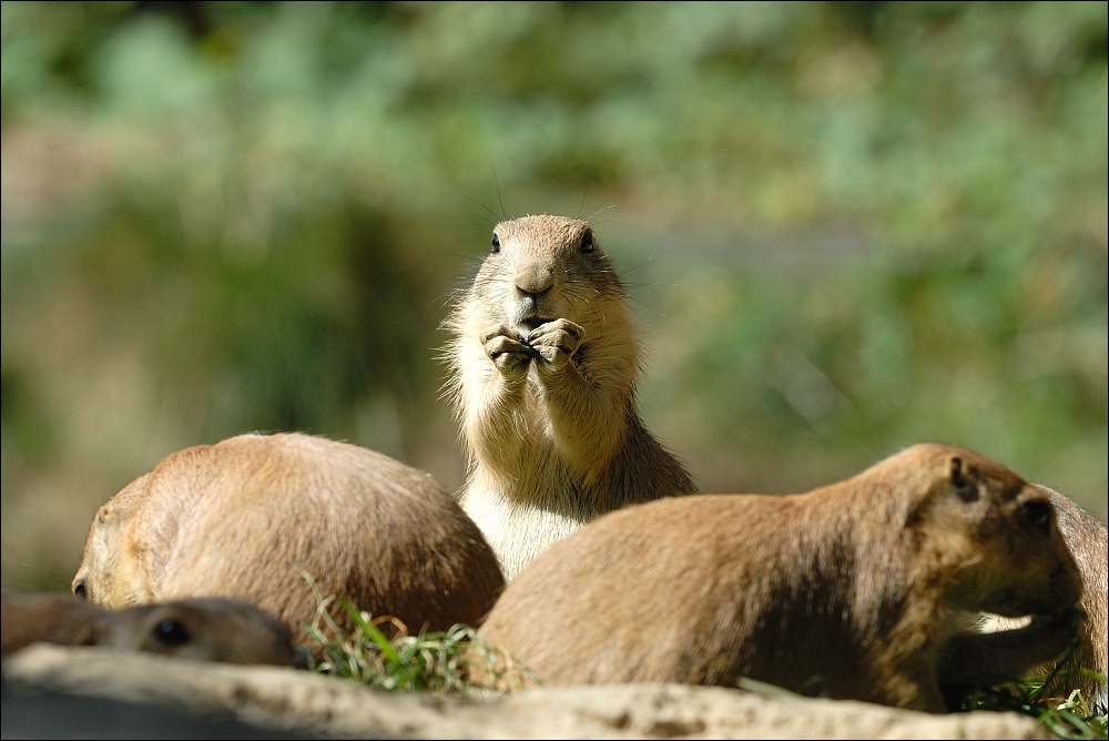Zoo Emmen 15-08-2010