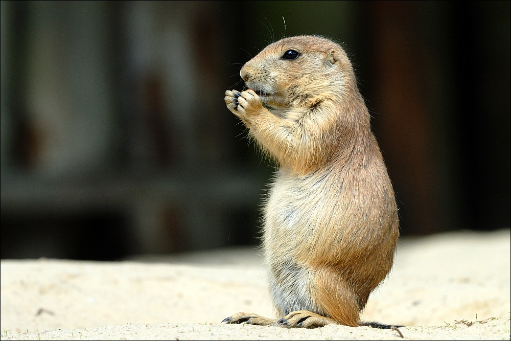 Zoo Emmen 15-08-2010