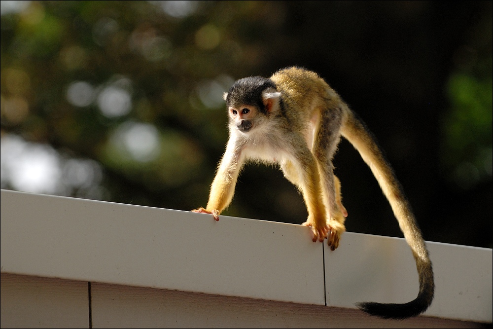 Zoo Emmen 15-08-2010