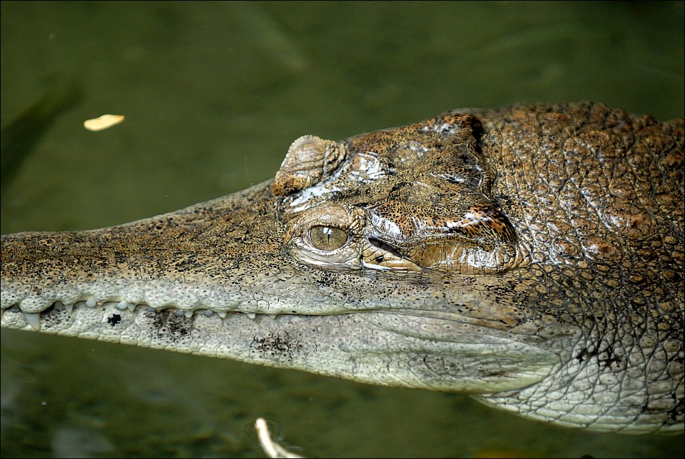 Zoo Emmen 15-08-2010