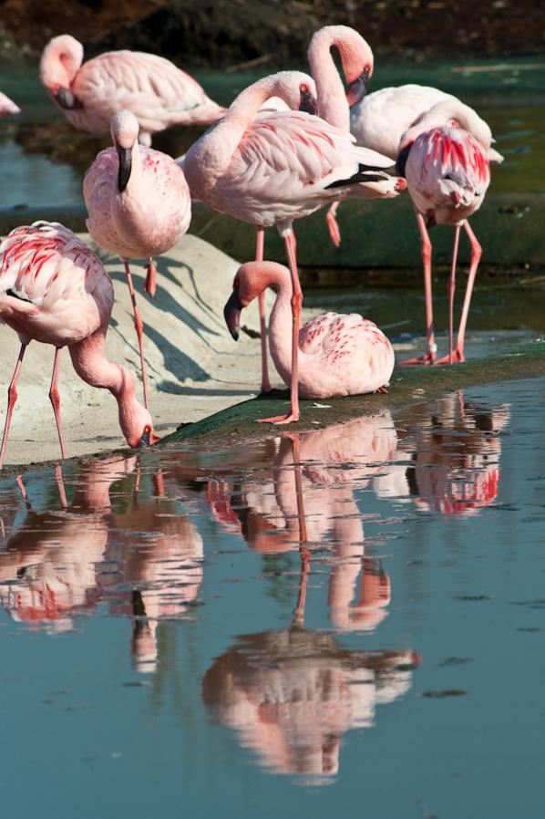 Zoo Gelsenkirchen
Flamingo