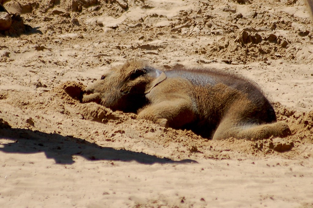 zoo hannover DSC 3838