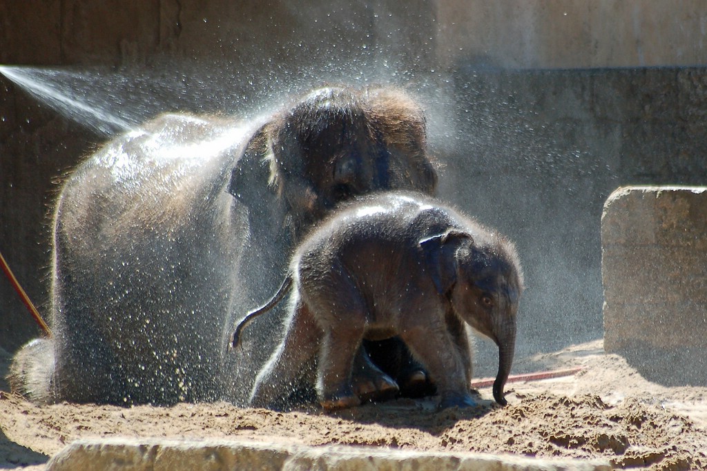 zoo hannover DSC 3841