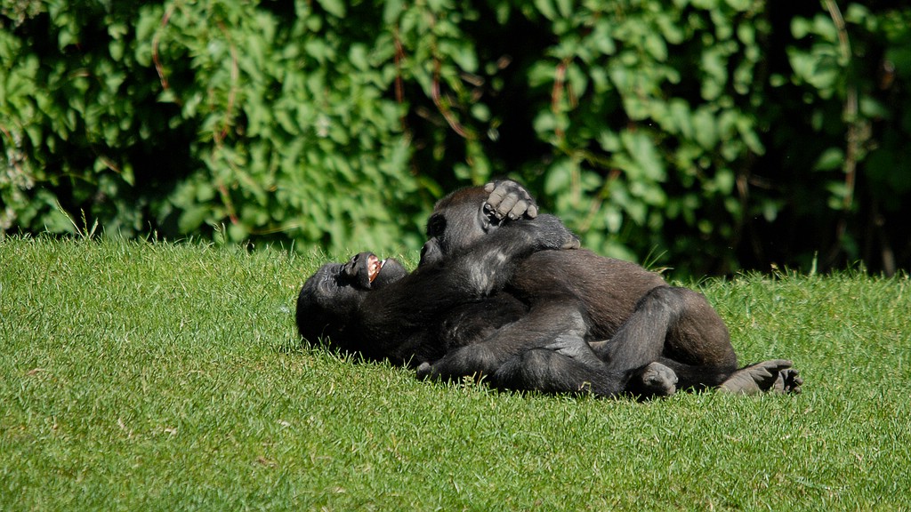 zoo hannover DSC 4019
