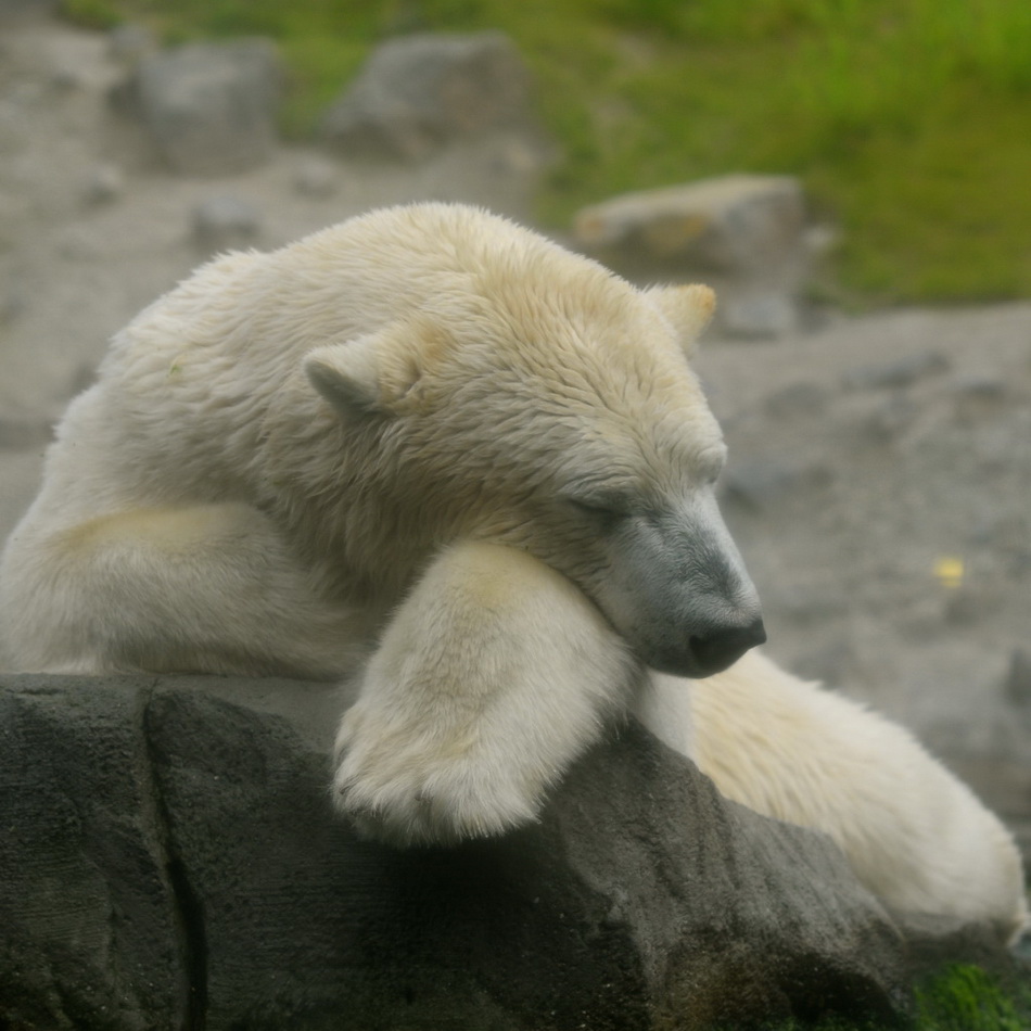 ZOO Hannover, "ruhender Eisbär" durch ein verschmutztes Fenster fotografiert.