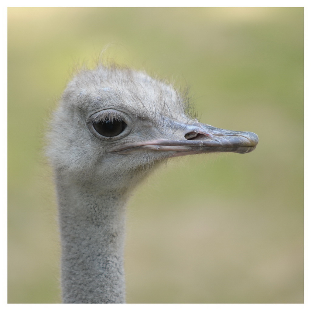 ZOO Hannover