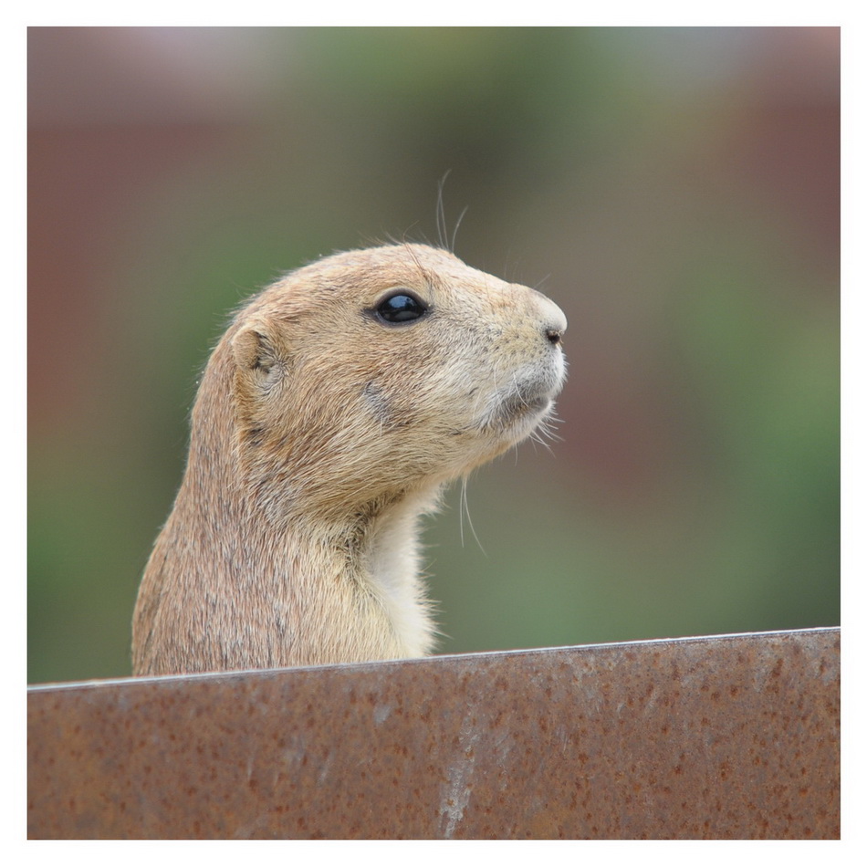 ZOO Hannover