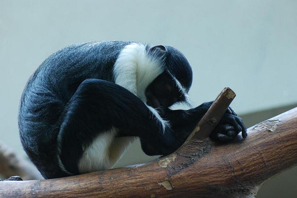 Zoo Heidelberg 046