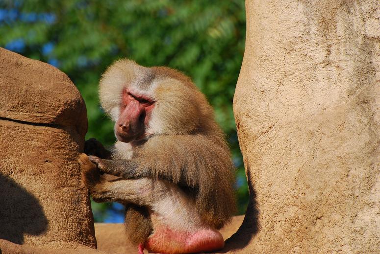 Zoo Köln 051