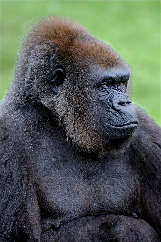 Zoo Münster 26.06.2011