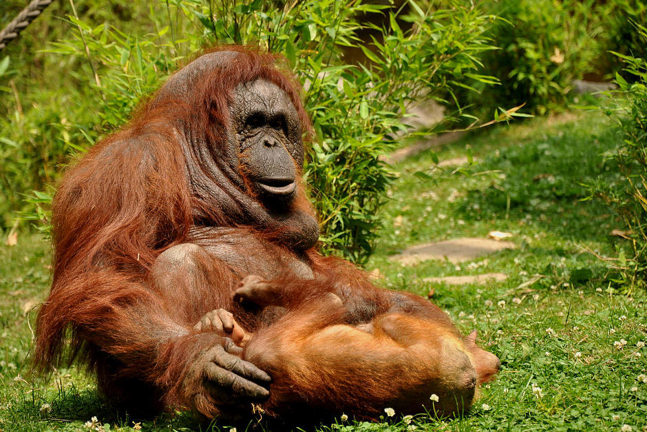 Zoo münster