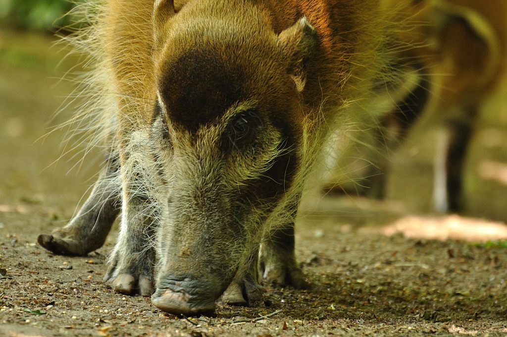 ZOO Nuernberg Pinselohrschwein
