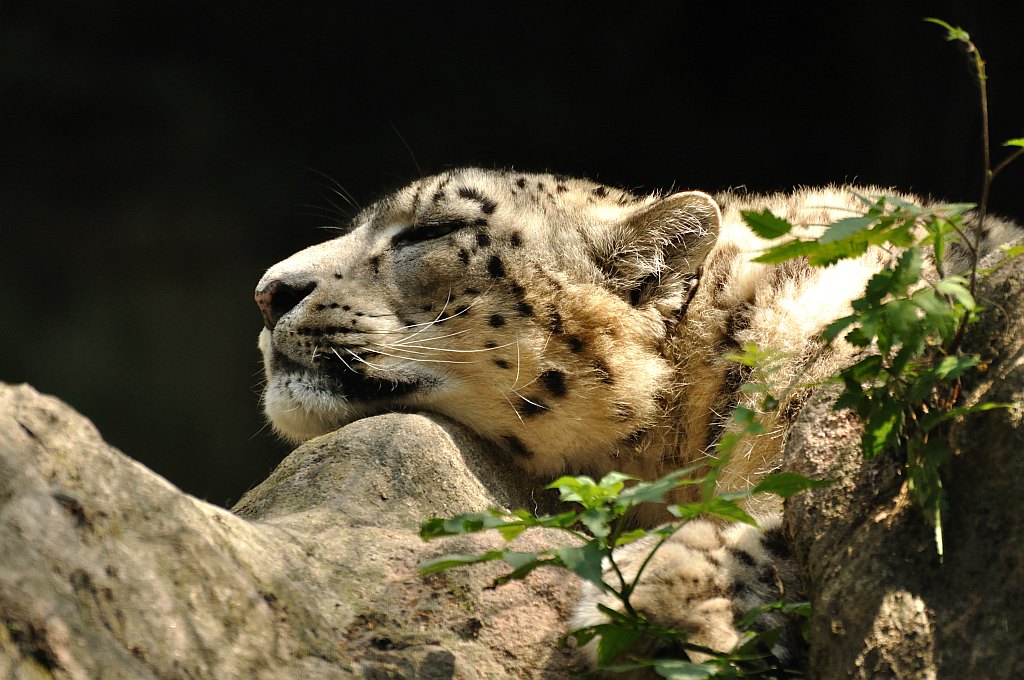 ZOO Nuernberg Schneeleopard