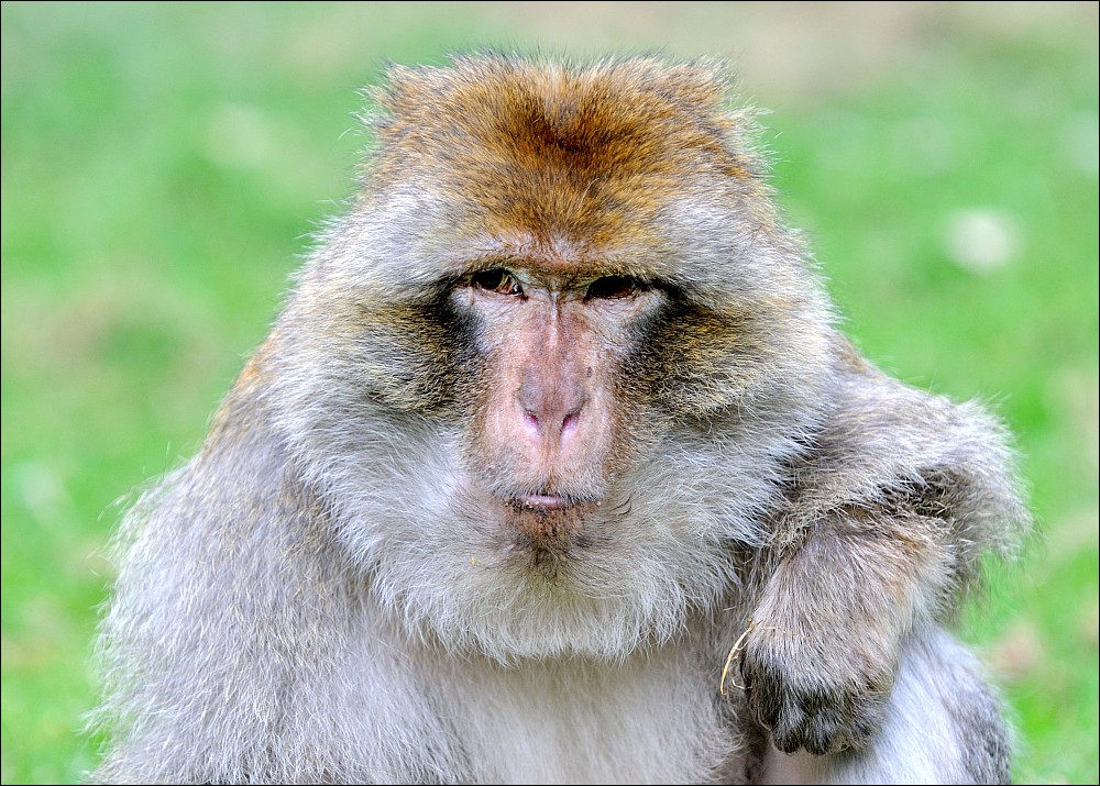 Zoo Rheine 10.07.2011