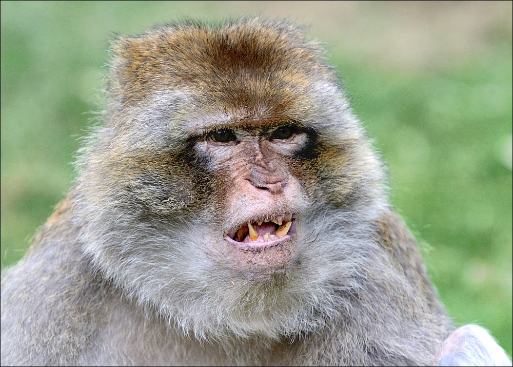 Zoo Rheine 10.07.2011