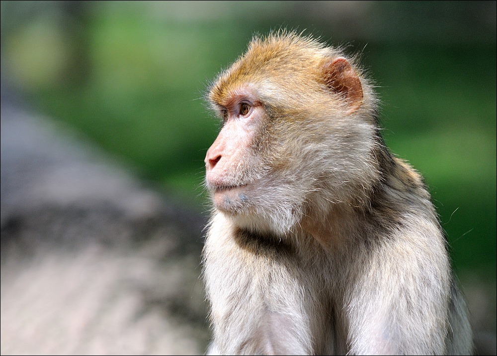 Zoo Rheine 10.07.2011