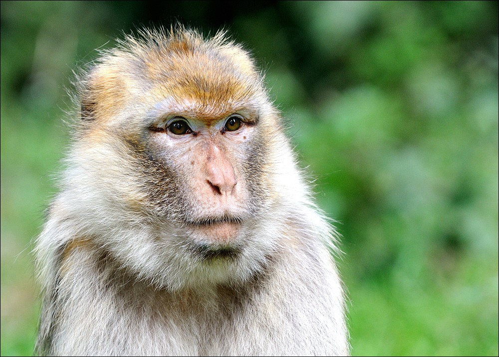 Zoo Rheine 10.07.2011