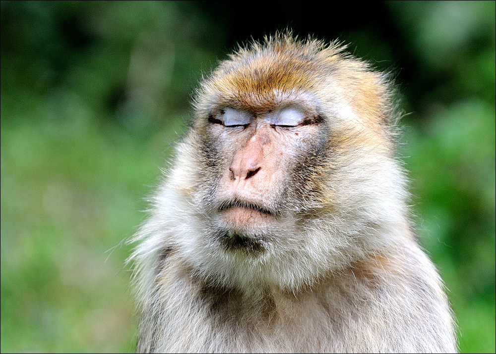 Zoo Rheine 10.07.2011