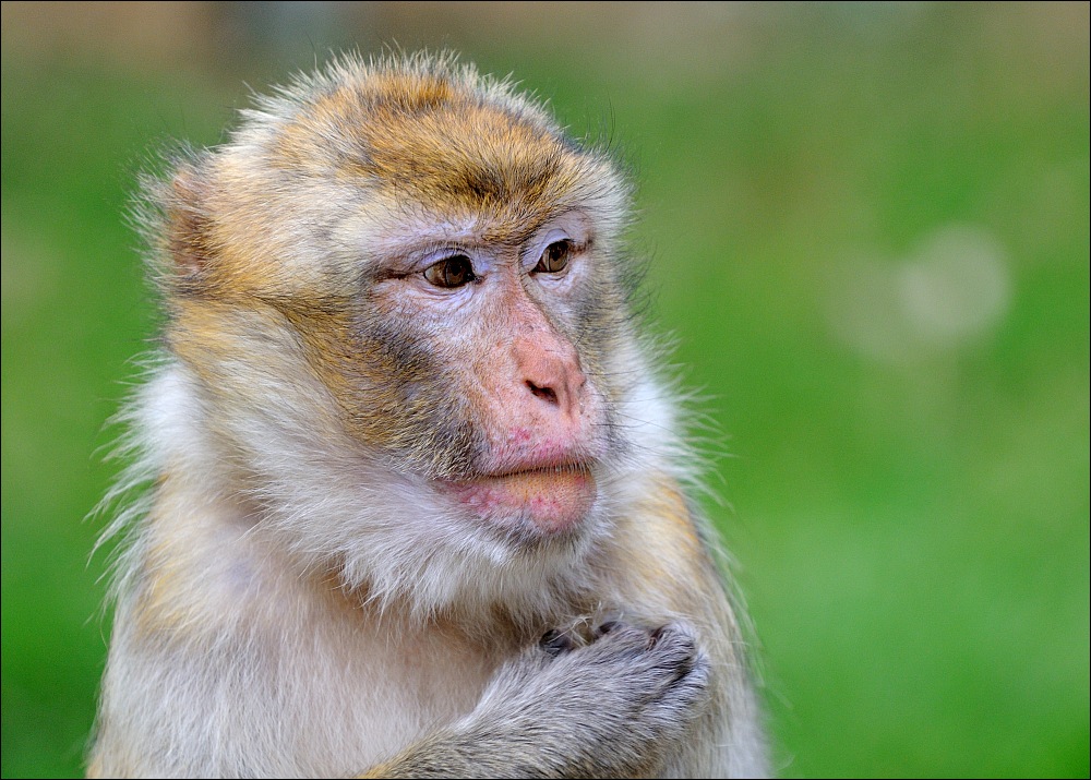 Zoo Rheine 10.07.2011