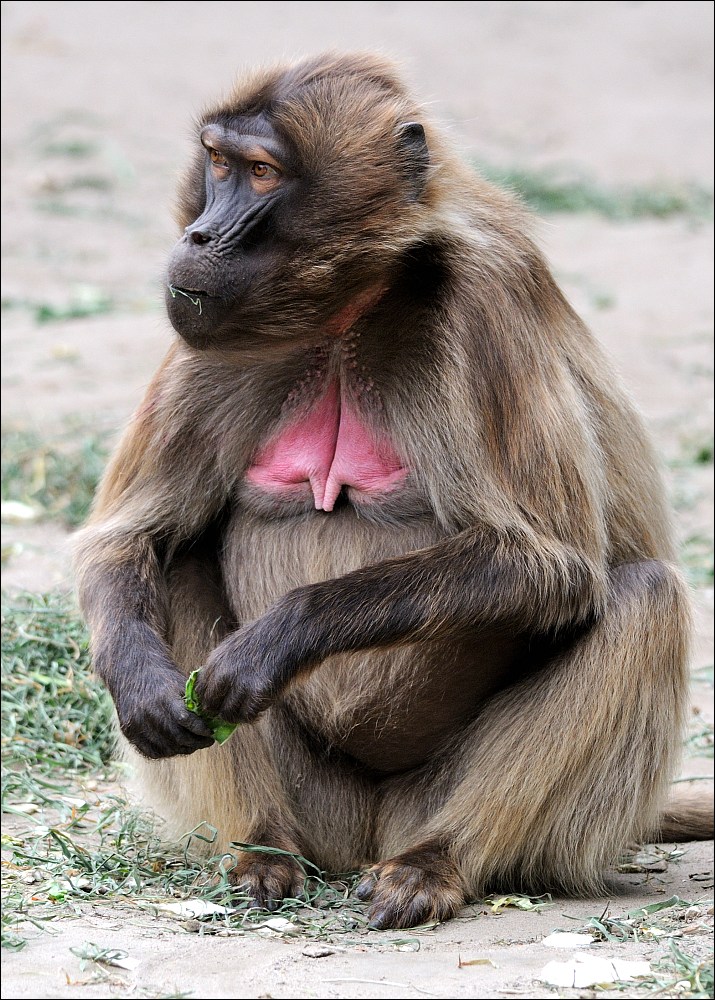 Zoo Rheine 10.07.2011