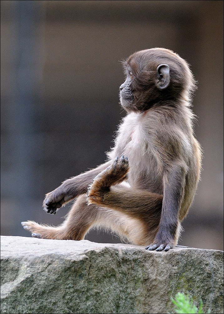 Zoo Rheine 10.07.2011