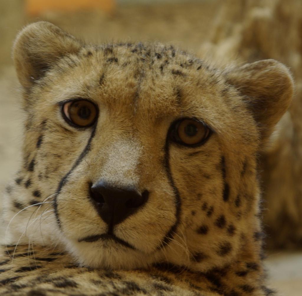ZOO Rostock