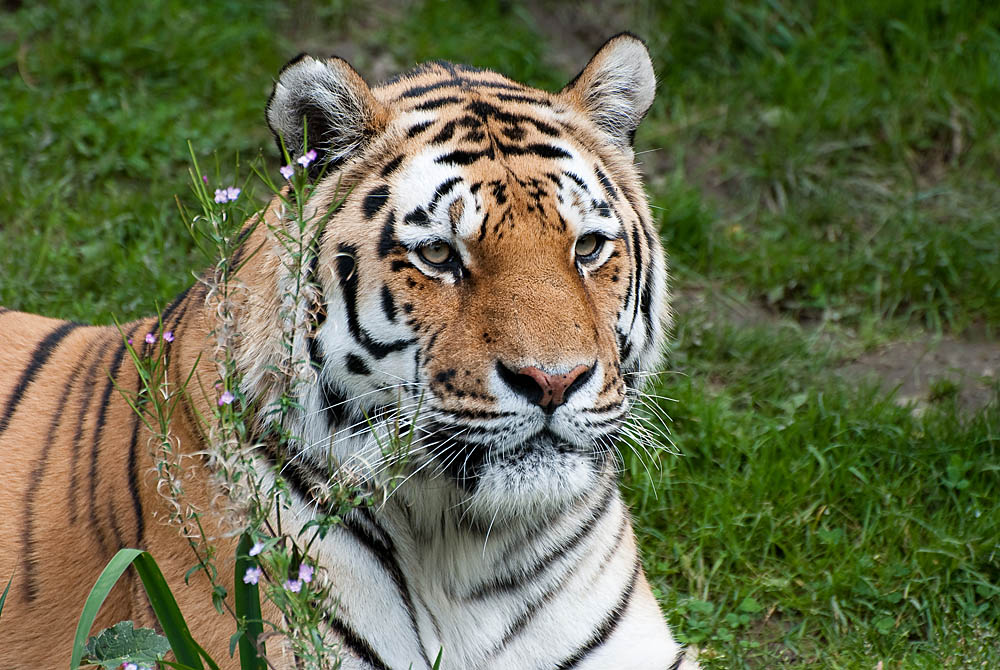 Zoo Wuppertal082011 033