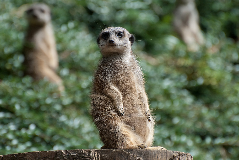 Zoo Wuppertal082011 059