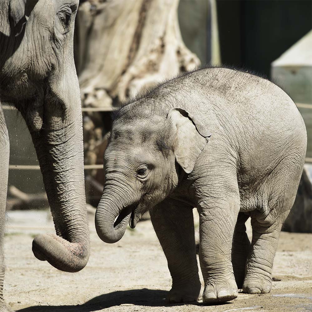 zoo