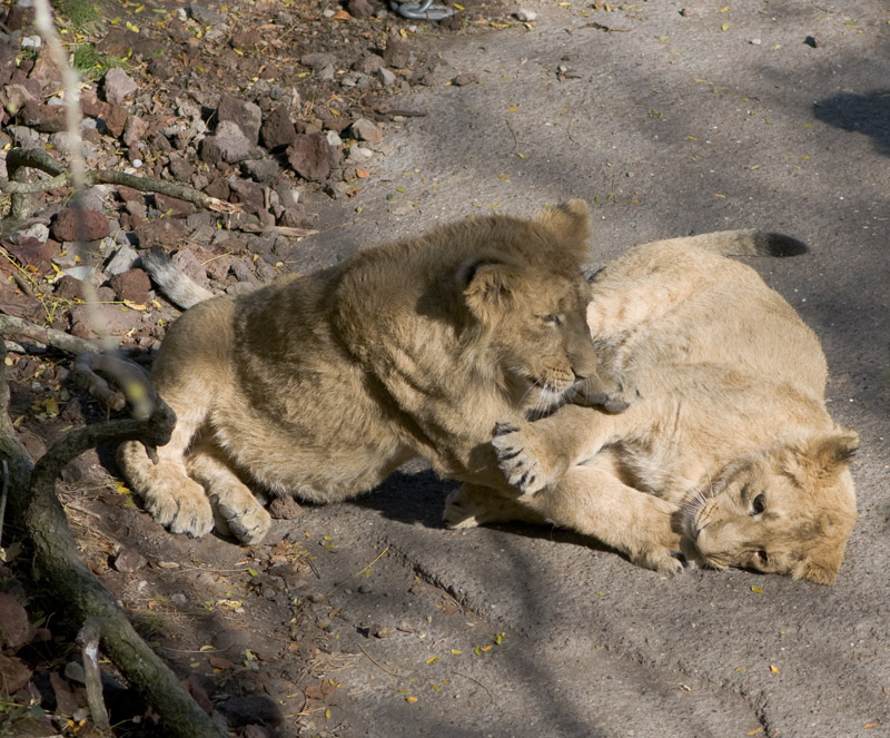zoo