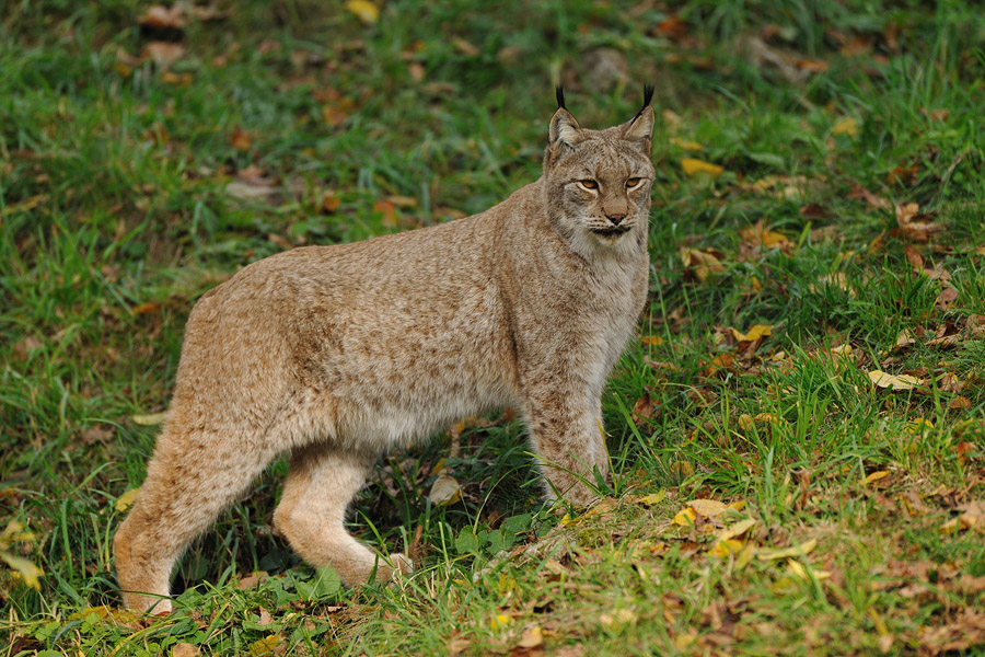 zoo06