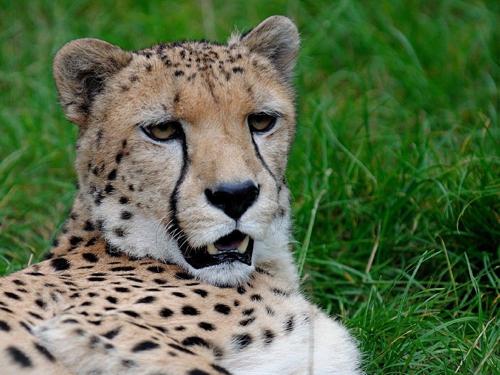 Zoo1