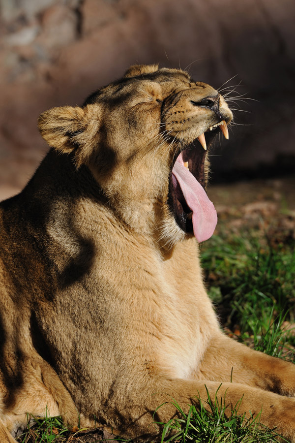 zoo12