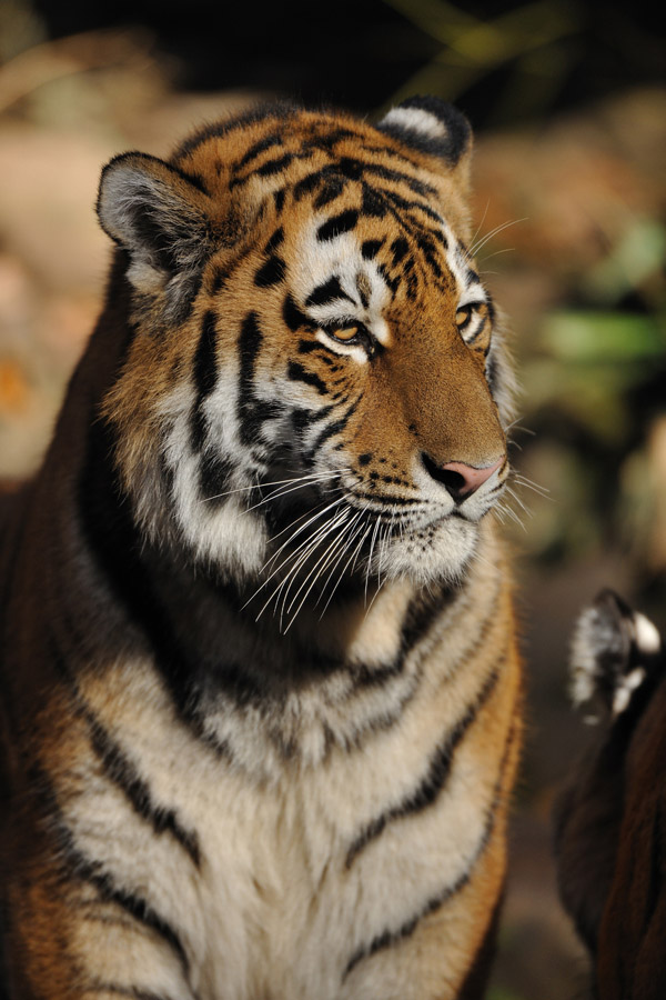 zoo17