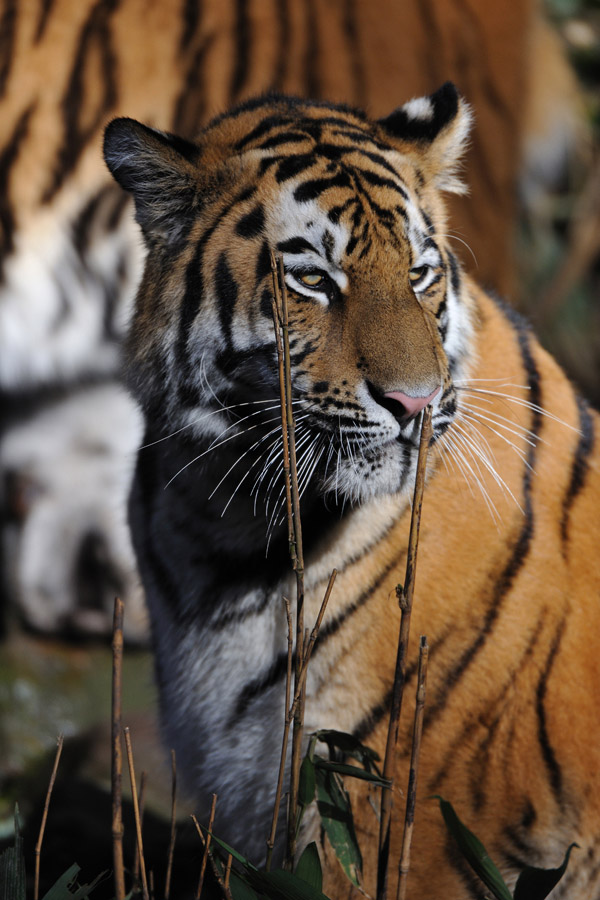 zoo19