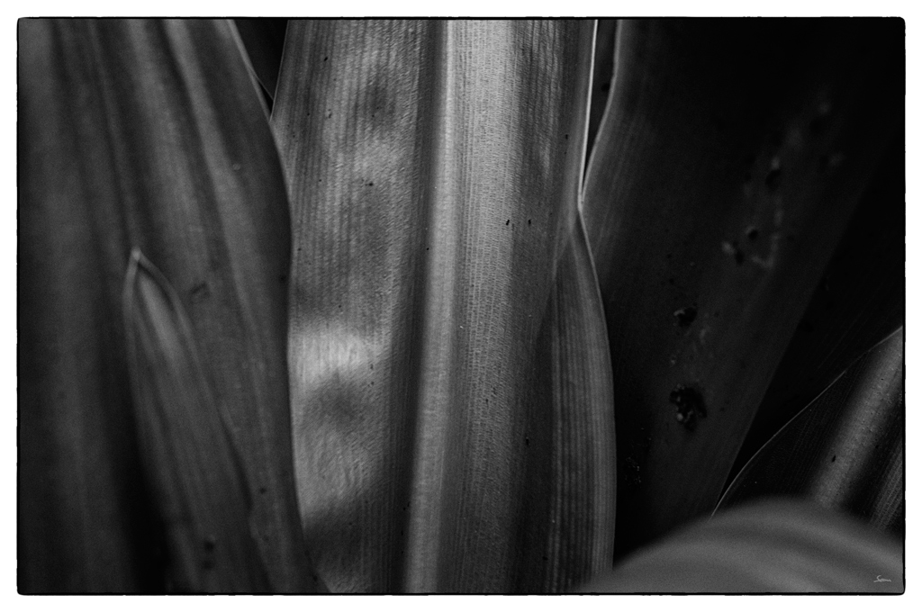 ZooDSC 0181