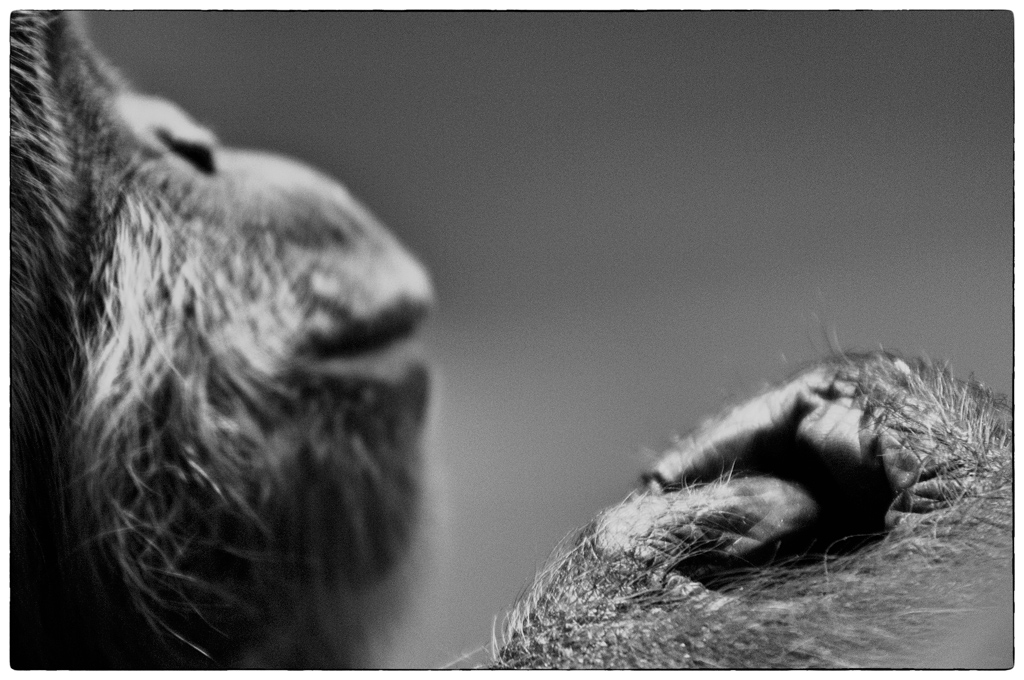 ZooDSC 0216