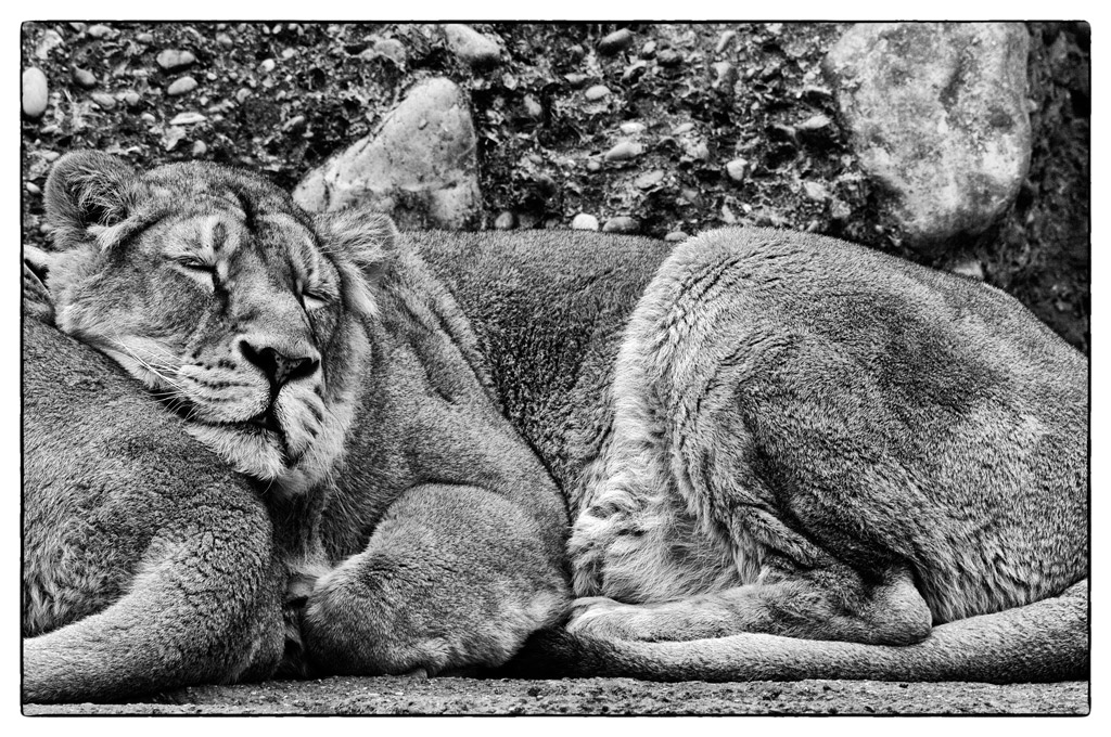 ZooDSC 0221