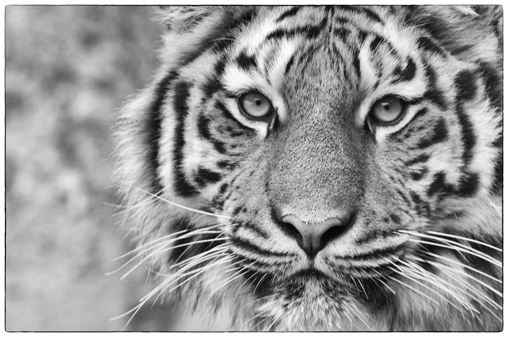 ZooDSC 0225