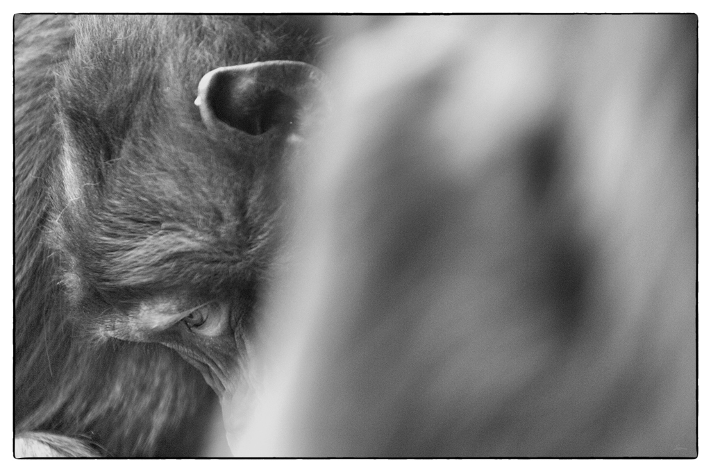 ZooDSC 0229