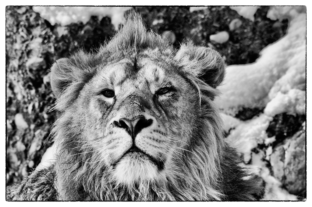 ZooDSC 8079