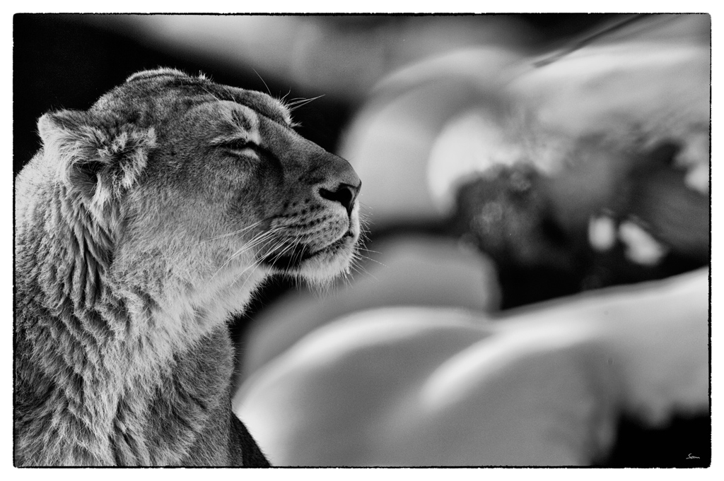 ZooDSC 8083