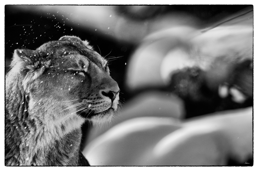 ZooDSC 8084