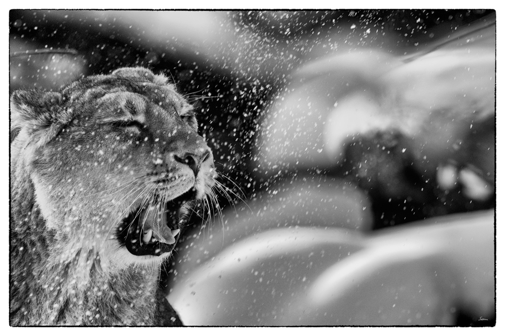 ZooDSC 8085