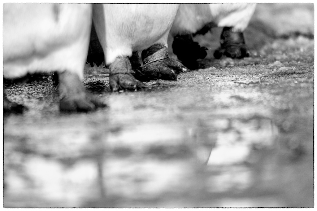 ZooDSC 8106