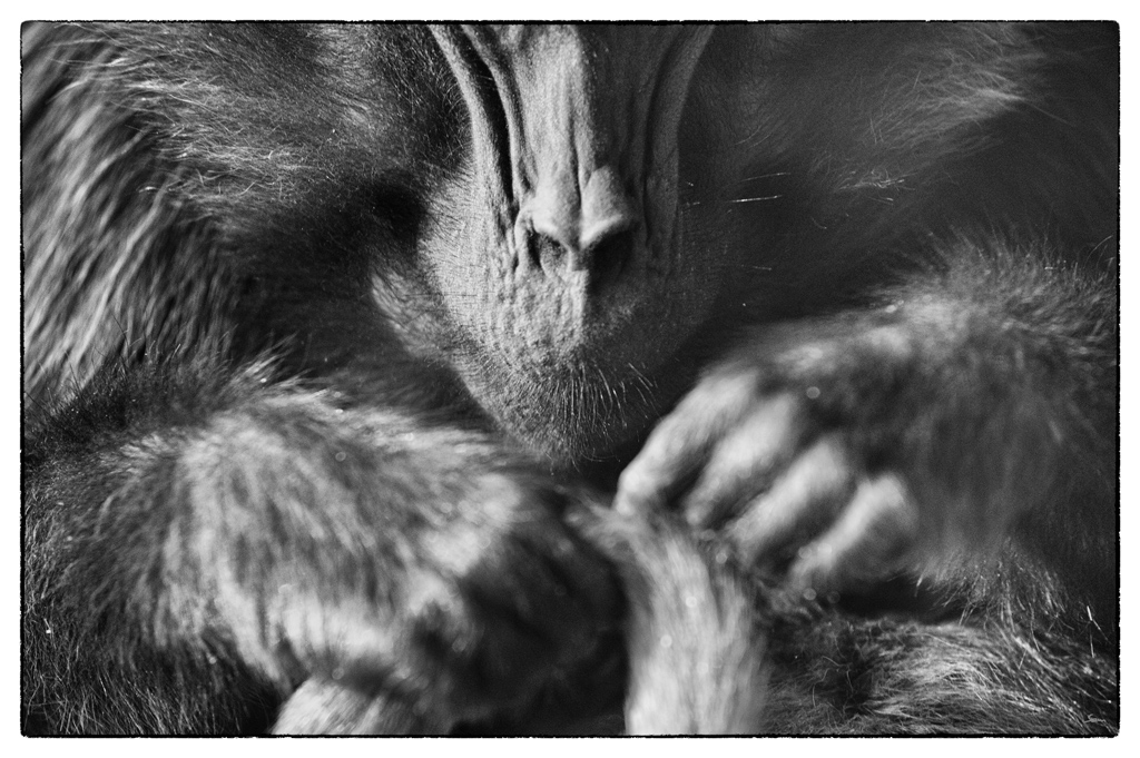 ZooDSC 8120